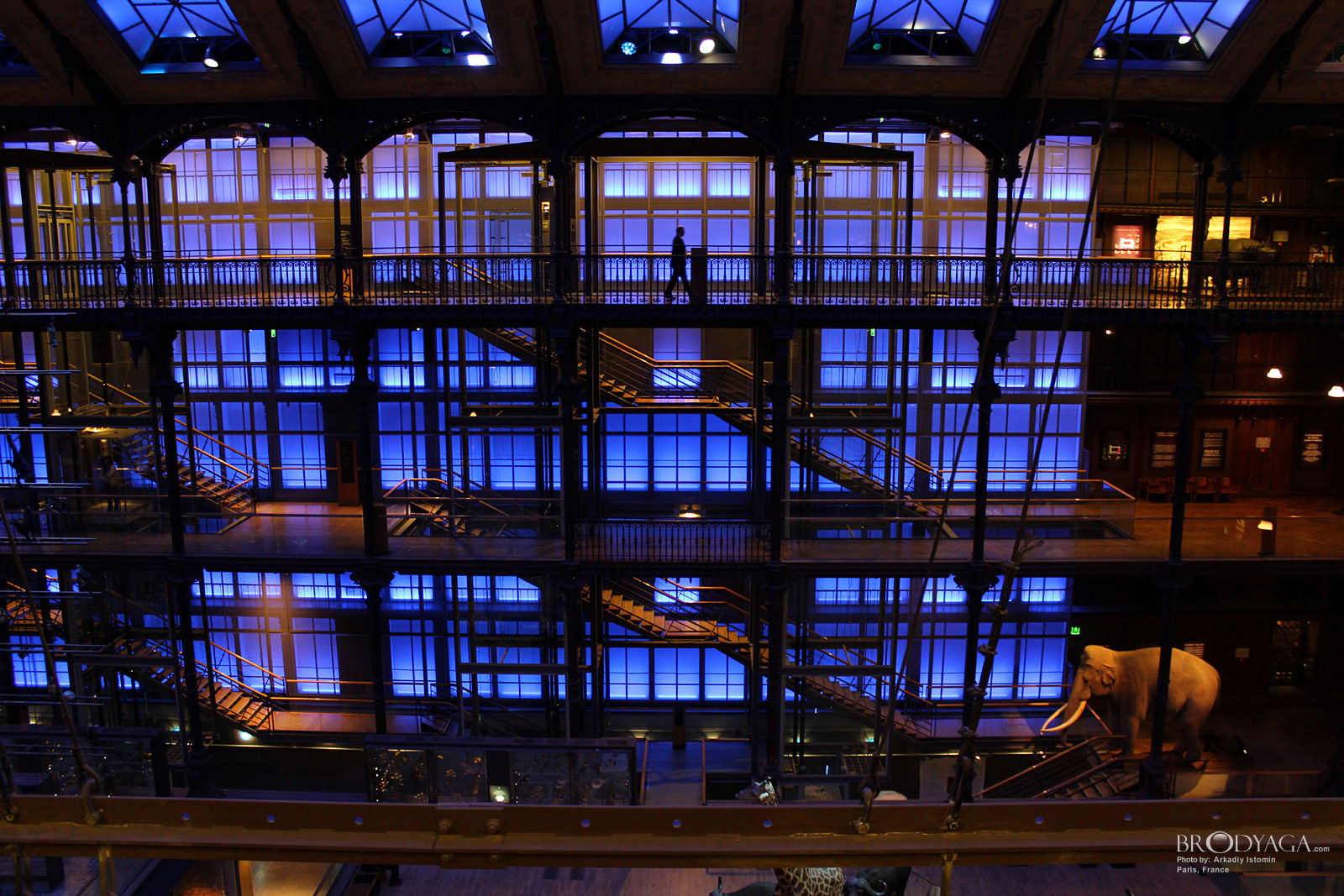 Galerie d'Entomologie